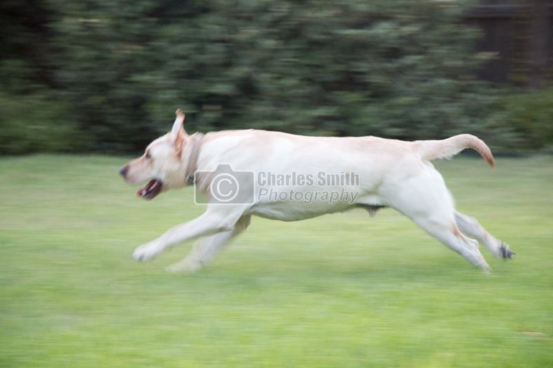 Running Dog -  by Charles Smith Photography