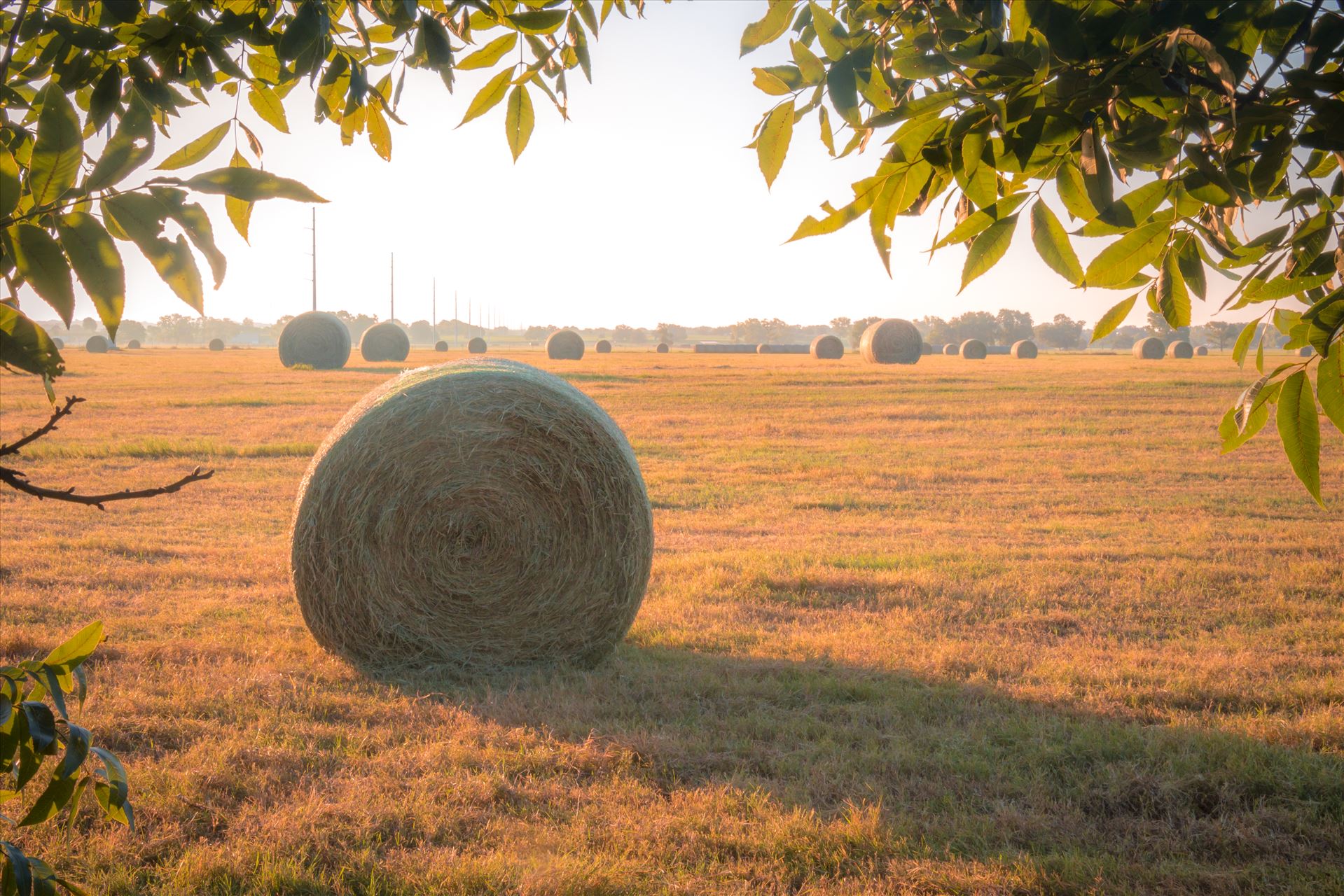 20170819_Hay Field_025.jpg -  by Charles Smith Photography