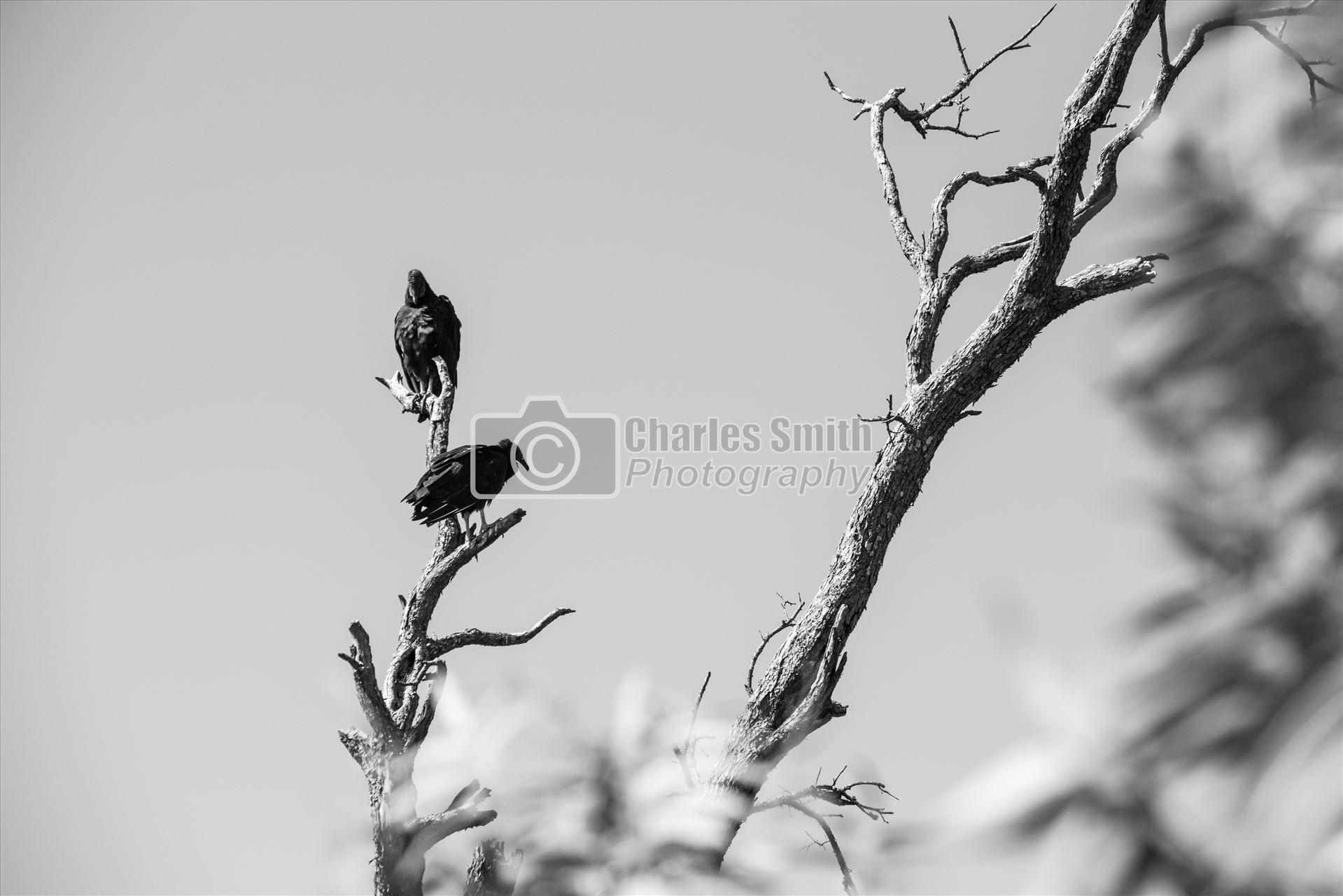 Hiker's Omen -  by Charles Smith Photography