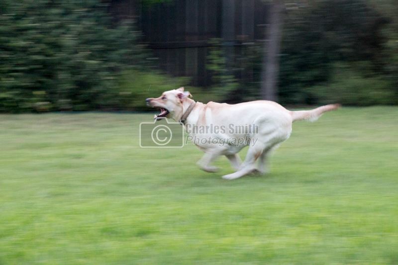 Running Dog -  by Charles Smith Photography