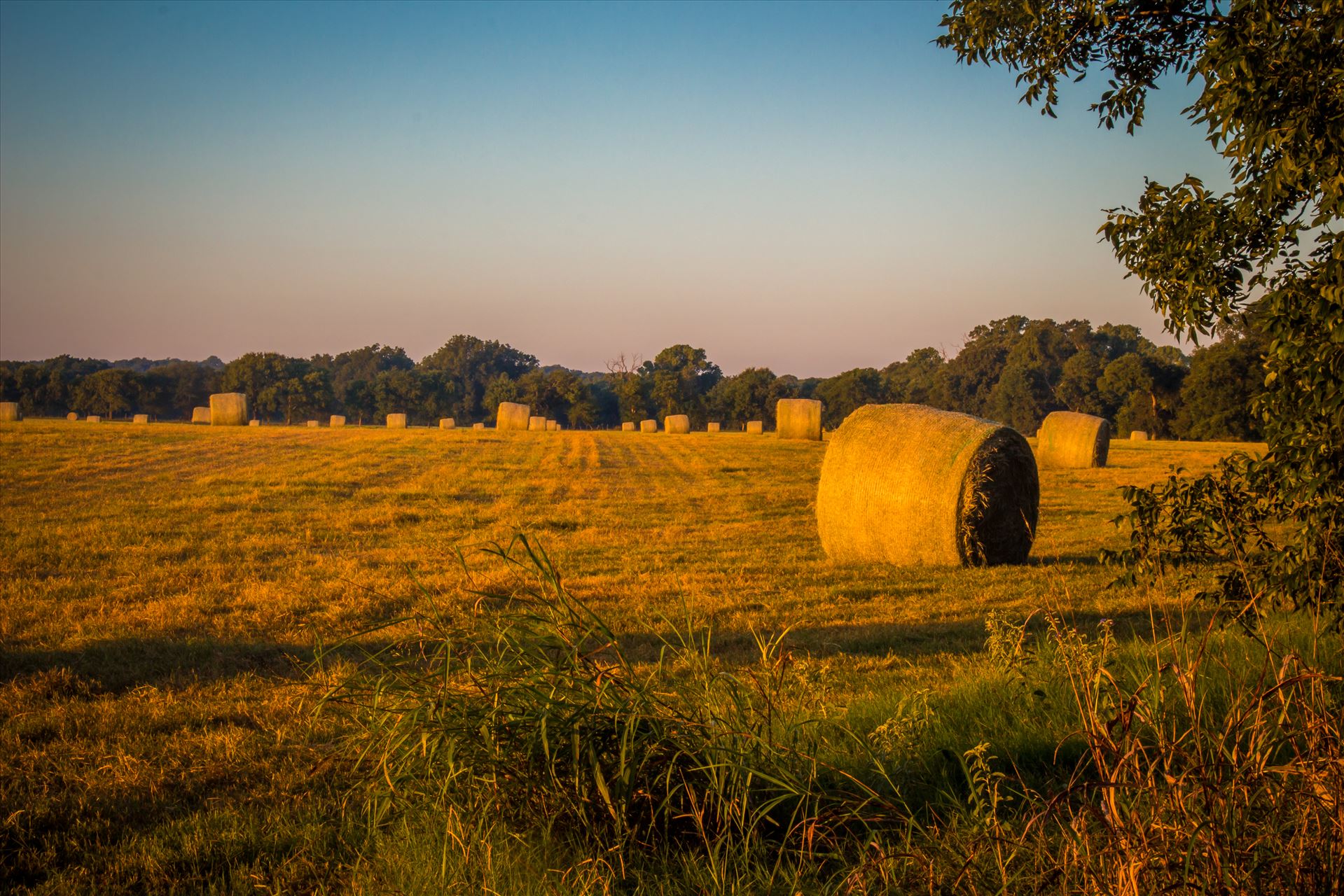 20170819_Hay Field_019.jpg -  by Charles Smith Photography